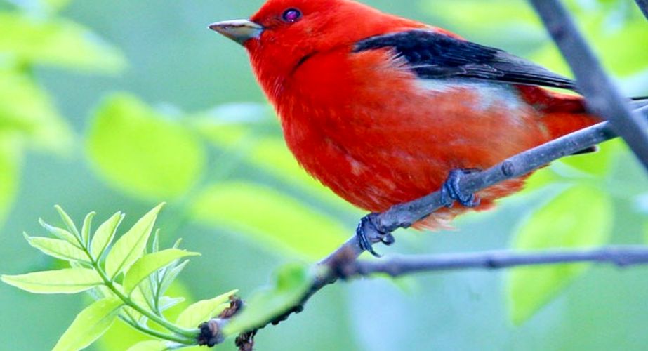 Mexico 111 Mexico 111